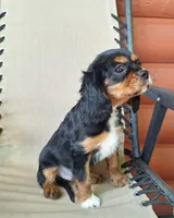 Archie, a male Cavalier King Charles Spaniel for sale in Canton, OH – 6 of 7