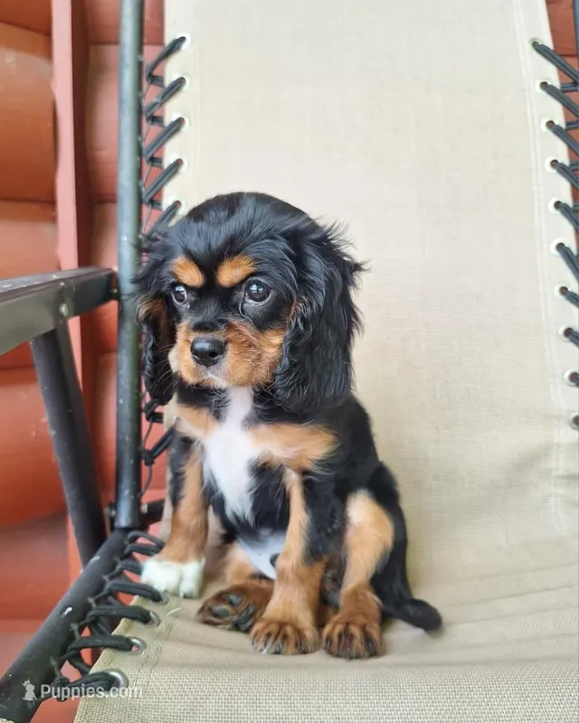 Archie – Cavalier King Charles Spaniel puppy for sale in Canton, OH