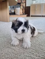 Bella, a female Shih Tzu for sale in Canton, OH – 6 of 7