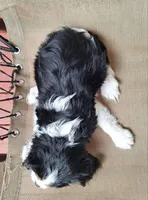 Daisy, a female Cavalier King Charles Spaniel for sale in Canton, OH – 6 of 7