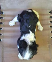 Max, a male Cavalier King Charles Spaniel for sale in Canton, OH – 4 of 5
