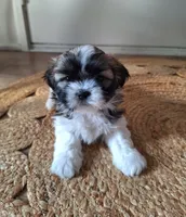 Sophie , a female Shih Tzu for sale in Canton, OH – 2 of 8