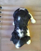 Winston , a male Cavalier King Charles Spaniel for sale in Canton, OH – 5 of 5