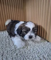 Layla, a female Shih Tzu for sale in Canton, OH – 3 of 6