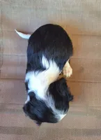 Max, a male Cavalier King Charles Spaniel for sale in Canton, OH – 5 of 5