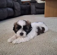 Bella, a female Shih Tzu for sale in Canton, OH – 3 of 7