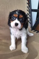 Autumn, a female Cavalier King Charles Spaniel for sale in Canton, OH – 4 of 7