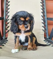 Archie, a male Cavalier King Charles Spaniel for sale in Canton, OH – 4 of 7