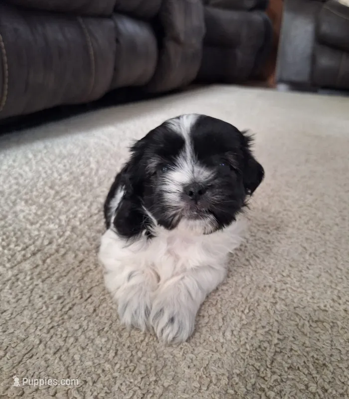 Daisy  – Shih Tzu puppy for sale in Canton, OH