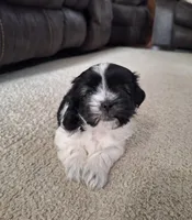 Daisy , a female Shih Tzu for sale in Canton, OH – 1 of 6