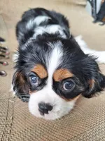 Daisy, a female Cavalier King Charles Spaniel for sale in Canton, OH – 7 of 7