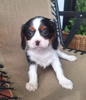 Pumpkin, a female Cavalier King Charles Spaniel for sale in Canton, OH – 4 of 6