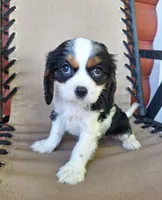 Max, a male Cavalier King Charles Spaniel for sale in Canton, OH – 2 of 5