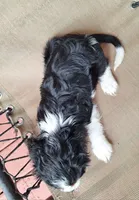 Benji, a male Cavalier King Charles Spaniel for sale in Canton, OH – 6 of 6