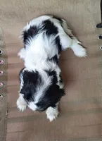 Bella, a female Cavalier King Charles Spaniel for sale in Canton, OH – 6 of 6
