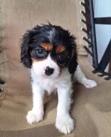 Autumn, a female Cavalier King Charles Spaniel for sale in Canton, OH – 5 of 7