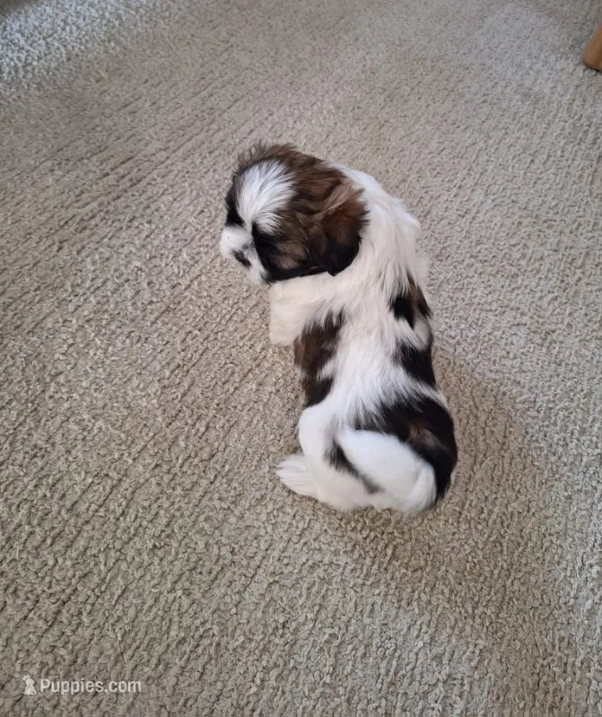 Bella – Shih Tzu puppy for sale in Canton, OH