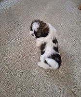 Bella, a female Shih Tzu for sale in Canton, OH – 1 of 7