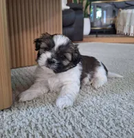 Sadie , a female Shih Tzu for sale in Canton, OH – 4 of 7