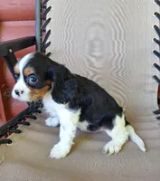 Winston , a male Cavalier King Charles Spaniel for sale in Canton, OH – 4 of 5