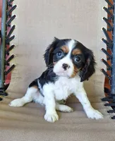 Winston , a male Cavalier King Charles Spaniel for sale in Canton, OH – 2 of 5