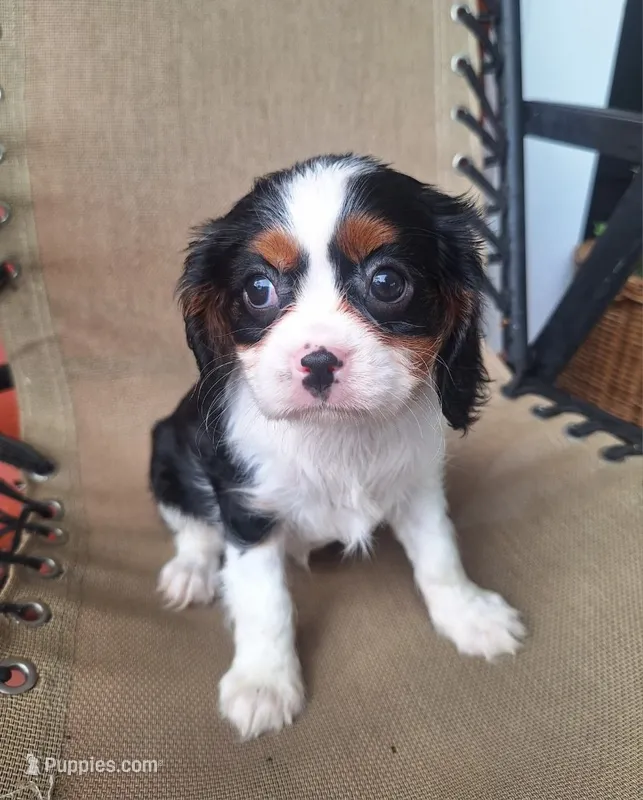 Pumpkin – Cavalier King Charles Spaniel puppy for sale in Canton, OH