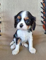 Max, a male Cavalier King Charles Spaniel for sale in Canton, OH – 2 of 5