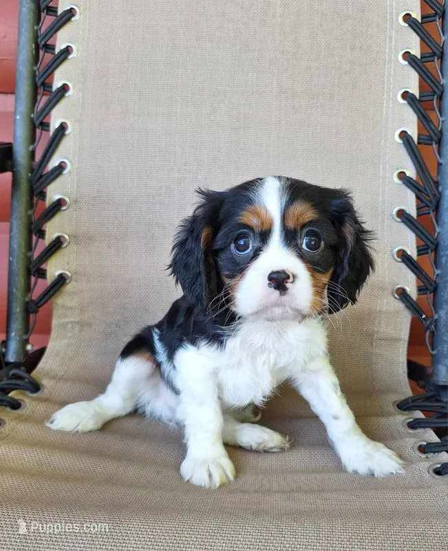 Winston  – Cavalier King Charles Spaniel puppy for sale in Canton, OH