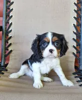 Winston , a male Cavalier King Charles Spaniel for sale in Canton, OH – 1 of 5