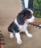 Pumpkin, a female Cavalier King Charles Spaniel for sale in Canton, OH – 5 of 6