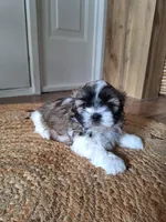Sophie , a female Shih Tzu for sale in Canton, OH – 6 of 8