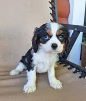 Max, a male Cavalier King Charles Spaniel for sale in Canton, OH – 5 of 5