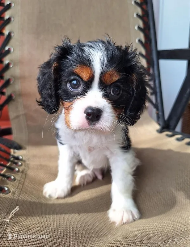 Benji – Cavalier King Charles Spaniel puppy for sale in Canton, OH
