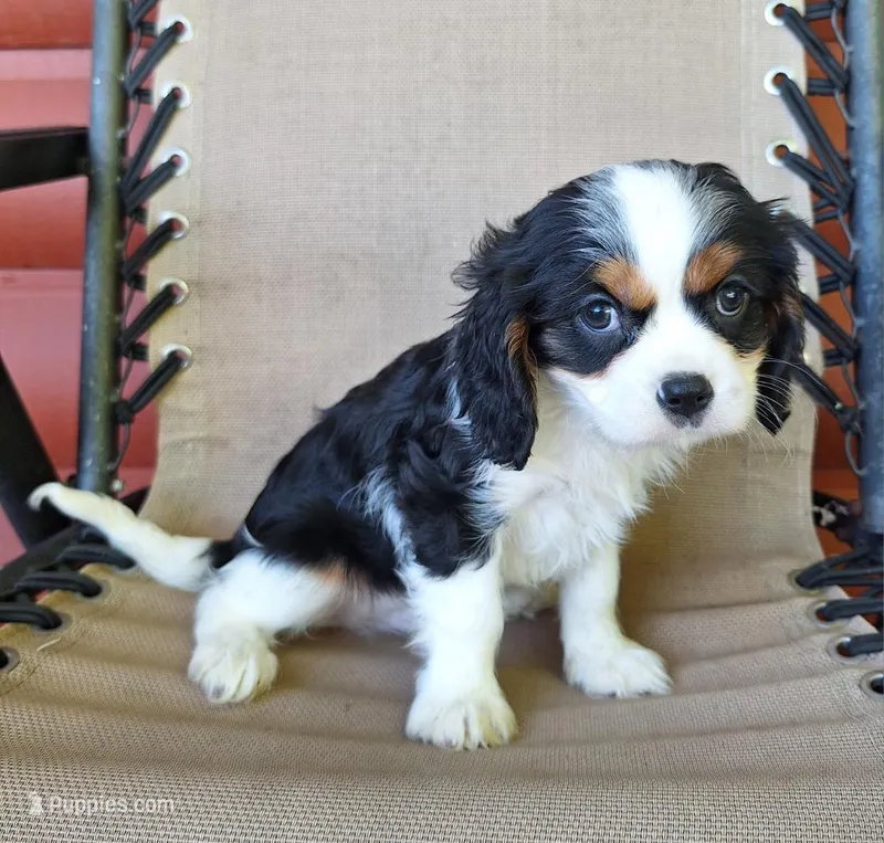 Max – Cavalier King Charles Spaniel puppy for sale in Canton, OH