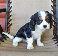 Max, a male Cavalier King Charles Spaniel for sale in Canton, OH – 1 of 5