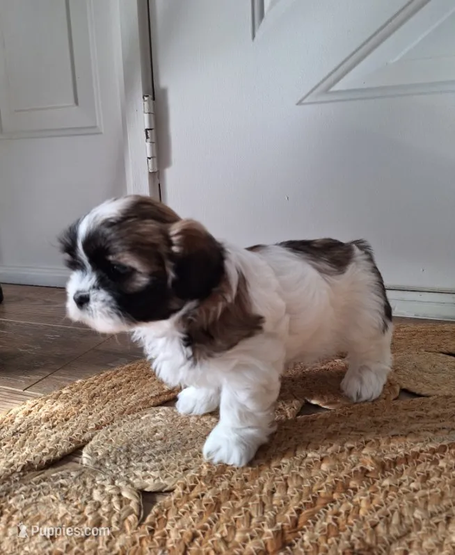 Sophie  – Shih Tzu puppy for sale in Canton, OH