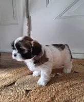 Sophie , a female Shih Tzu for sale in Canton, OH – 8 of 8