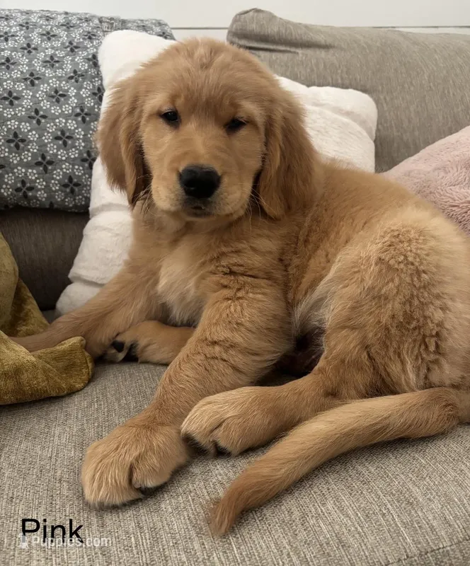 orange collar – Golden Retriever puppy for sale in Gilbert, AZ