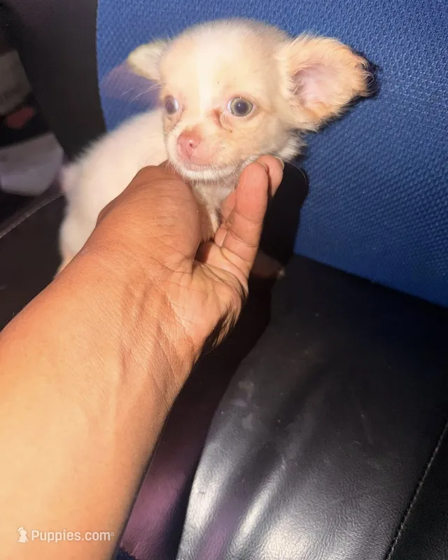 janie – Pomchi puppy for sale in Aberdeen, MD