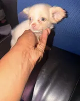 janie, a female Pomchi for sale in Aberdeen, MD – 1 of 1