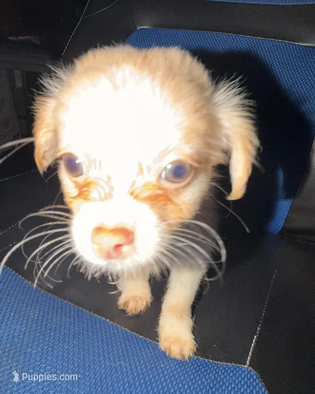 jamie – Pomchi puppy for sale in Aberdeen, MD