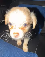 jamie, a male Pomchi for sale in Aberdeen, MD – 1 of 1