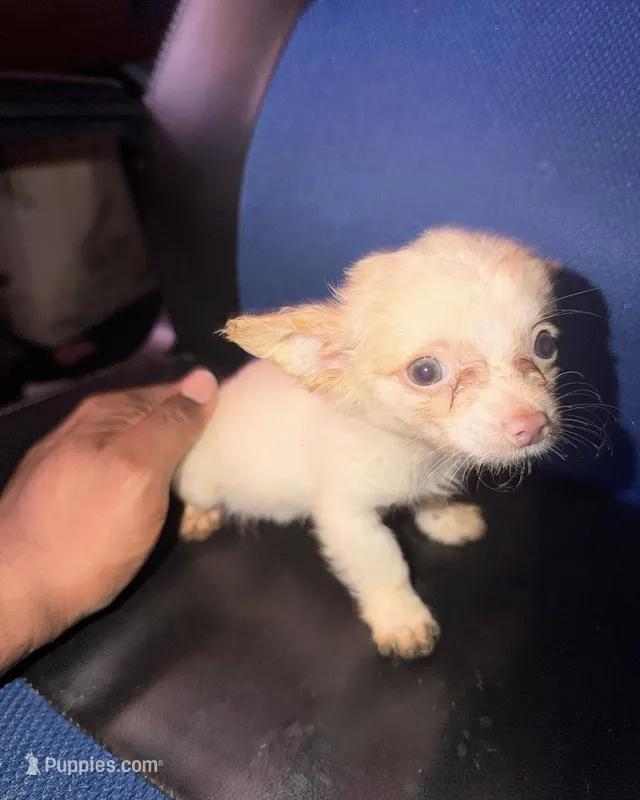 juno – Pomchi puppy for sale in Aberdeen, MD