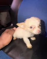 juno, a male Pomchi for sale in Aberdeen, MD – 1 of 1