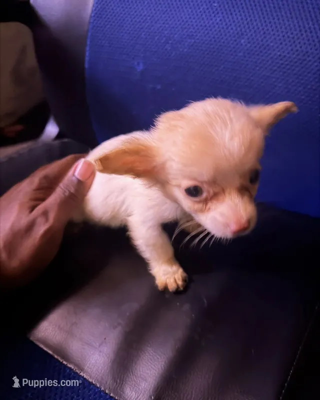 jumper – Pomchi puppy for sale in Aberdeen, MD