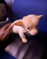 jumper, a male Pomchi for sale in Aberdeen, MD – 1 of 1