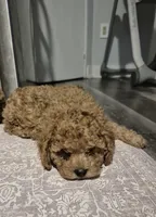 Honey , a female Poodle - Toy  for sale in Nashville, TN – Photo 1 of 3