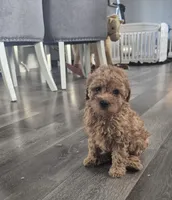 Honey , a female Poodle - Toy  for sale in Nashville, TN – Photo 2 of 3