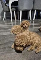 Honey , a female Poodle - Toy  for sale in Nashville, TN – Photo 3 of 3