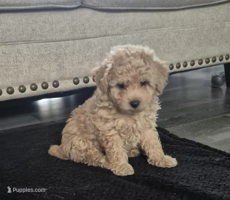 Ivy  – Poodle - Toy  puppy for sale in Nashville, TN